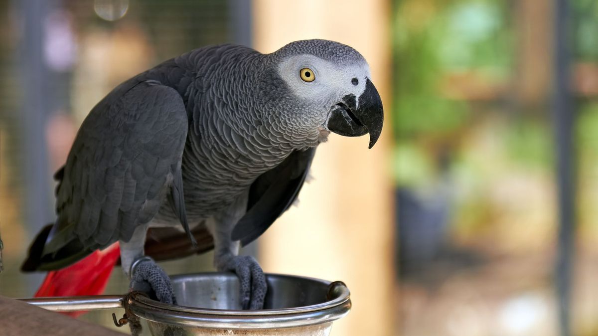 Osm papoušků v britské zoo strašně nadává. Používají opravdu ostré výrazy